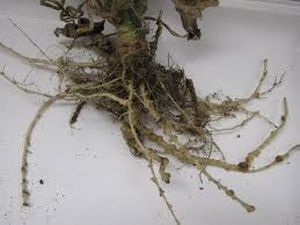 uploads/images/pest/capsicum nematodes.jpg